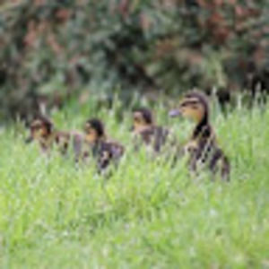 Meet your Posher, Rue